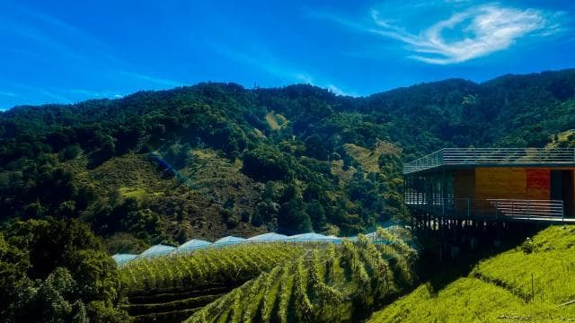Wine Tour and Golden Rush