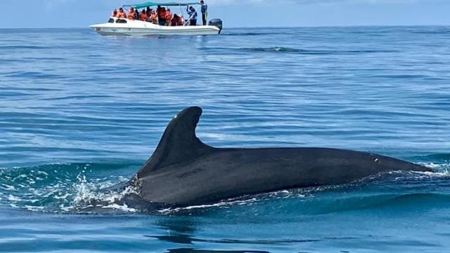 Marino Ballena National Park: Whale and Dolphin Watching