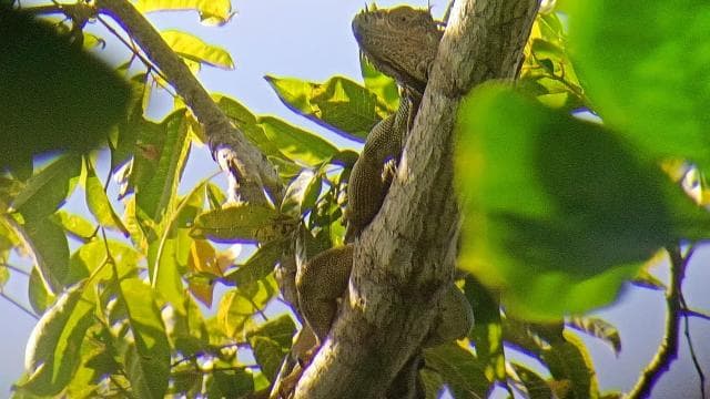 Cahuita: National Park Wildlife & Sightseeing Guided Tour