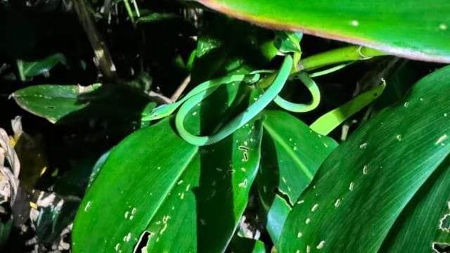 Tortuguero: Discover Hidden Nightlife of the Rainforest