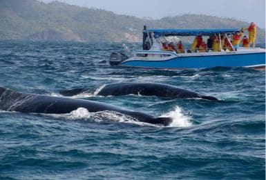Samana: Guided Day Trip with Buffet Lunch and Whale Watching