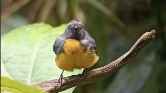 Santa Elena: Private Guided Walk in the Cloud Forest Reserve