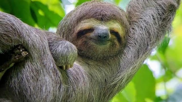 Manuel Antonio Park Guided Tour - Admission Ticket Included