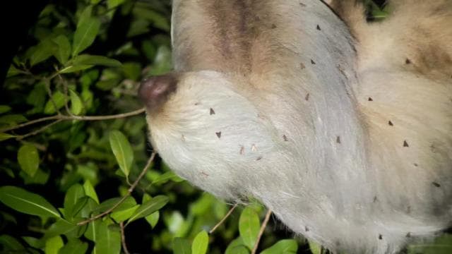 Manuel Antonio National Park Night Tour
