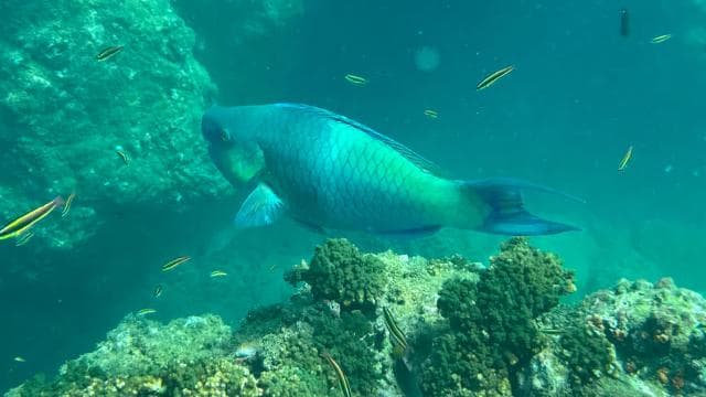 Isla del Caño: Snorkeling