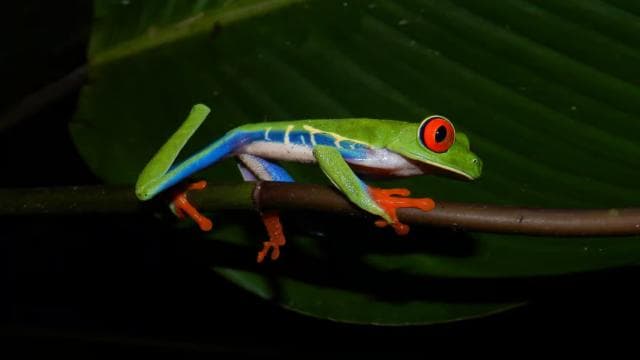 La Fortuna: Ecocentro Danaus Rainforest Night Expedition
