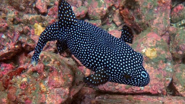 Tamarindo: Guided Snorkeling Tour with Marine Life Spotting
