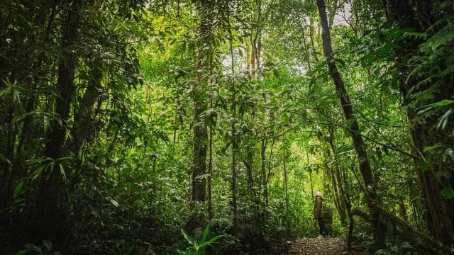 Monteverde: Sky Walk, Sky Tram & Sky Trek Ziplining Tour