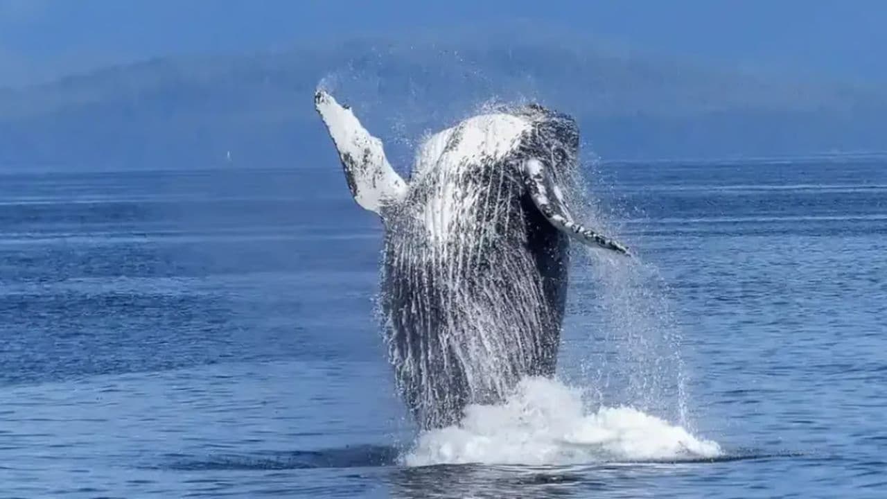 Whale Watching Tour in Samana