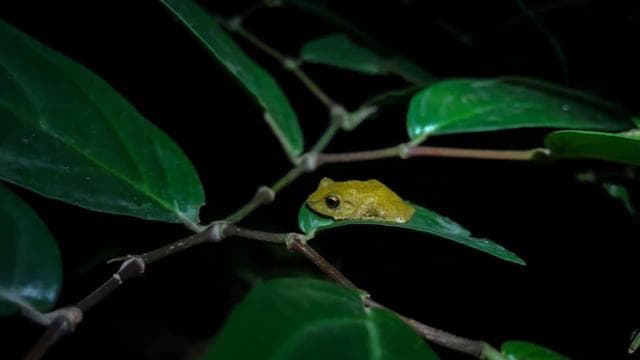 Monteverde: Coffee and Chocolate Tour with Night Hike