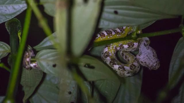 Monteverde: Kinkajou Forest Night Walking Tour