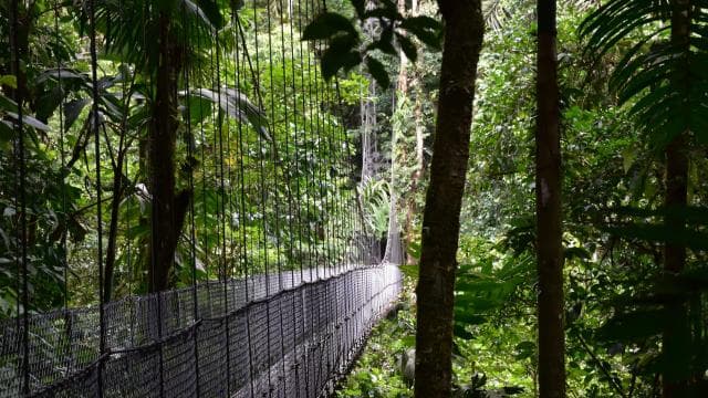 Arenal Hanging Bridges Half-Day Tour from La Fortuna