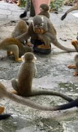Puerto Plata: Monkeyland Tour