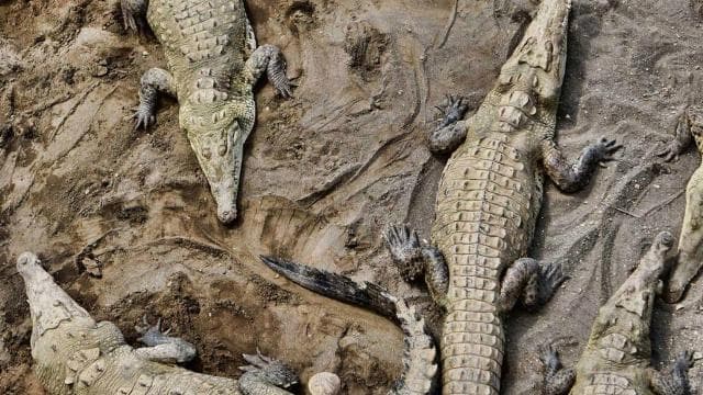 1 hour 45 minutes Crocodile Adventure Tour in Tarcoles River