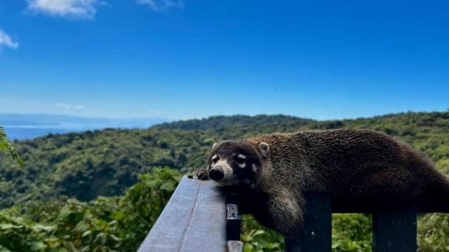 Monteverde: Exploration of the Cloud Forest