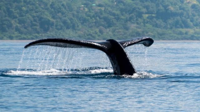 Uvita: Whales and Dolphins Watching Tour - Bahia Ballena