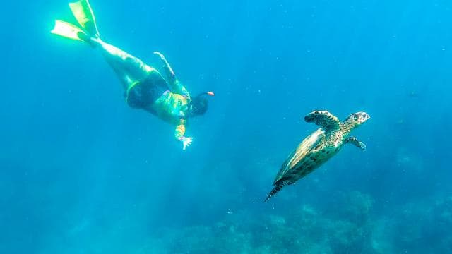 Caño Island Biological Reserve - Snorkeling or Diving