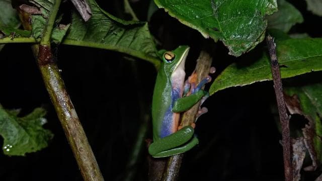 Monteverde: Night Walk through the Forest with a Guide