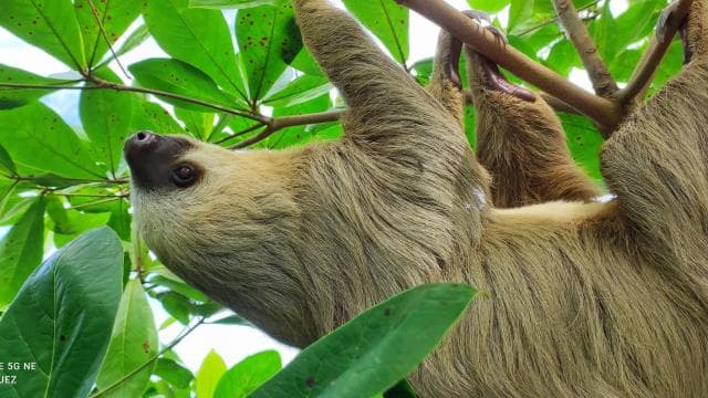 Cahuita: Hiking tour and wildlife spotting