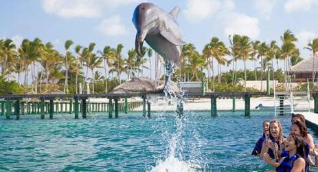 Punta Cana Dolphin Adventure: 40-Minute Interaction