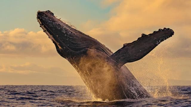 Uvita: Humpback Whales Wildlife Watching