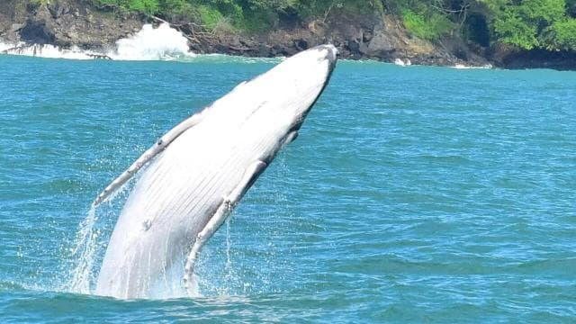 Uvita: Humpback Whales Wildlife Watching