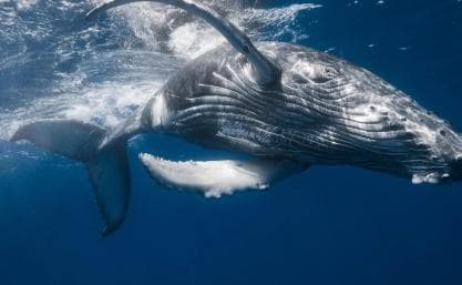 From Samaná: Whale Watching and Cayo Levantado Island Tour