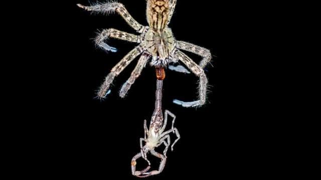 Manuel Antonio: Rainmaker Park Night Tour with Dinner