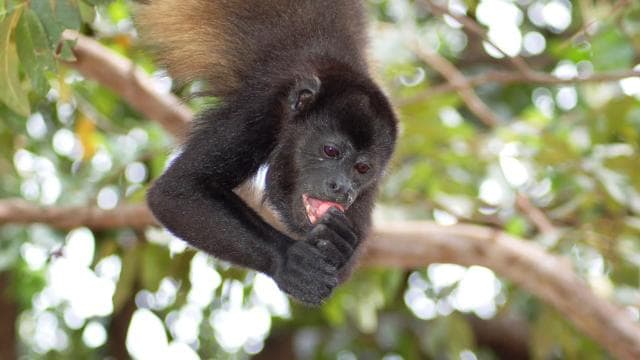 La Fortuna: Guided Twilight Wildlife Safari