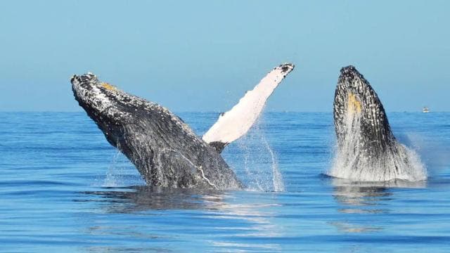 From Punta Canta: Whale Watching Cruise with Cayo Levantado