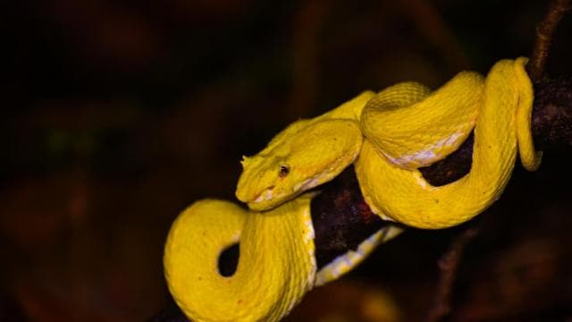 Puerto Viejo: Wildlife Night Tour in the Jungle