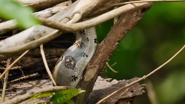 Tortuguero National Park: Jaguar Trail Day Walk Adventure