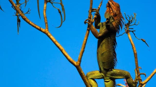 Corcovado National Park: San Pedrillo Station Day Tour