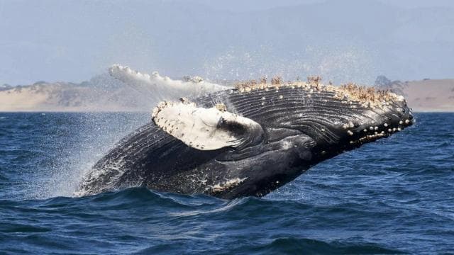 Uvita: Whales and Dolphins Watching Tour - Bahia Ballena - Dominican Republic