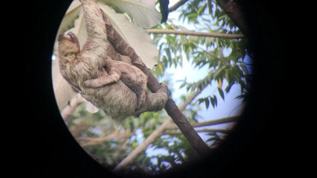 Cahuita: Sloth Watching Guided Tour in the Rainforest