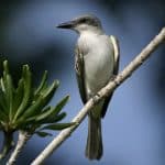 Birdwatching in Los Haitises National Park
