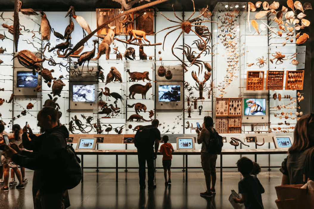 New York City: American Museum of Natural History Ticket - Dominican Republic