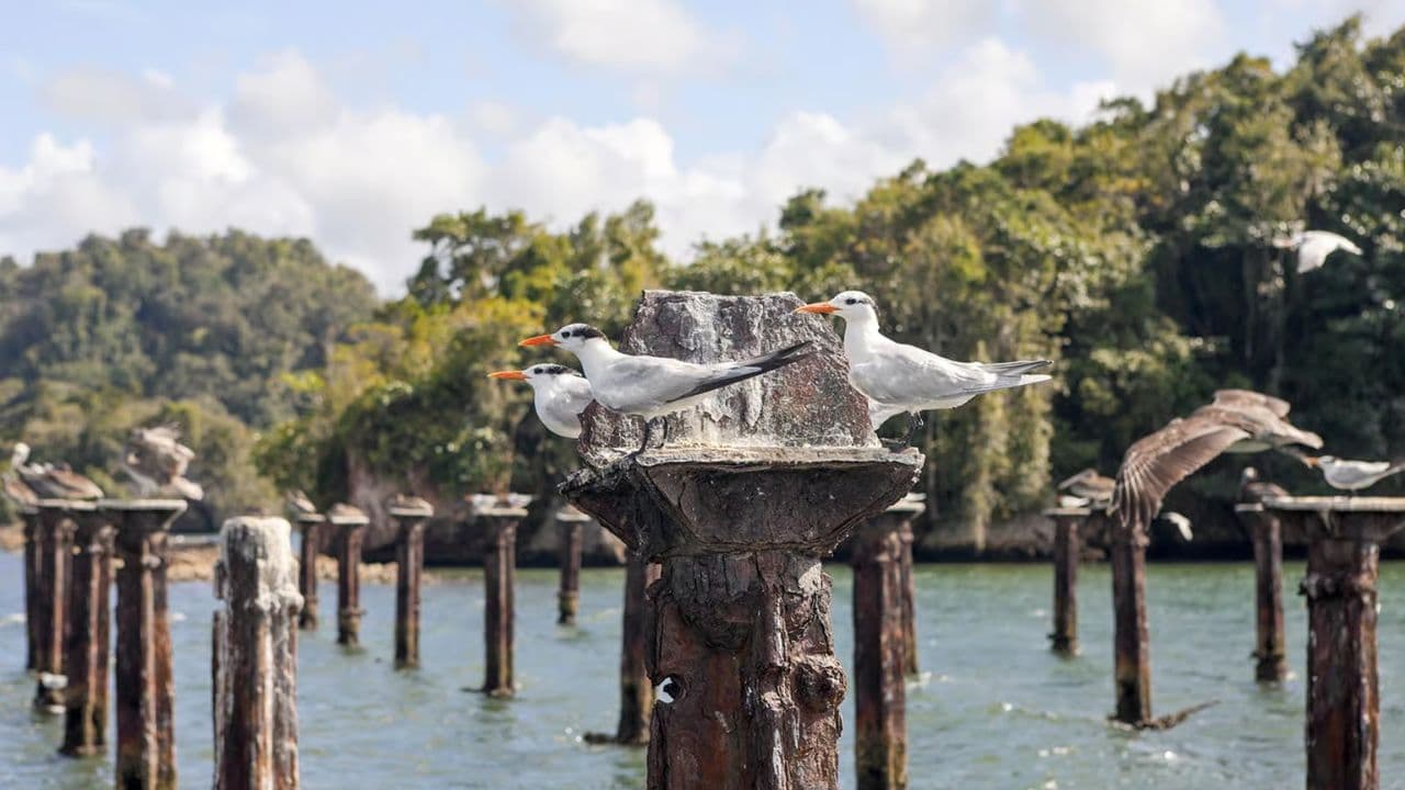 Las Terrenas: Just Los Haitises Boat and Walking Tour