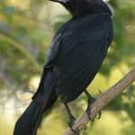 Package Birding 7 Days “Bird Watching”