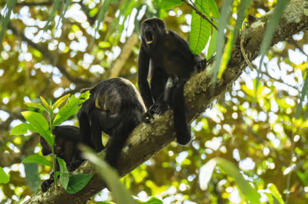 Cahuita National Park: Guided Nature & Wildlife Hike - Dominican Republic
