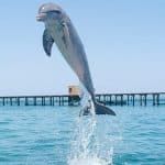 Punta Cana Dolphin Swim Adventure: 40-min Dolphin Experience