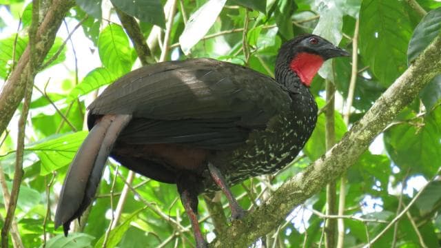 Bird Watching at Juan Castro Blanco National Park