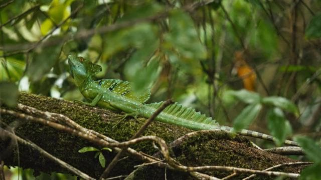 Tortuguero: Kayak adventure through the rainforest canals.