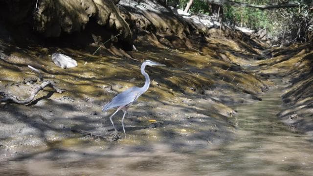 Guanacaste: Palo Verde Wildlife Safari Boat Tour