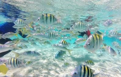 Cayo Arena: Paradise Island and Mangroves Tour