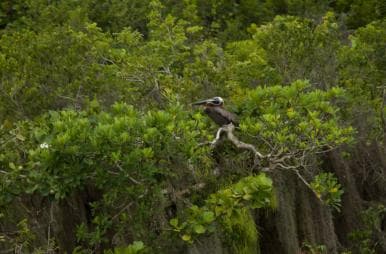 Los Haitises: Cayo Levantado, Haitises & Deluxe Rooms