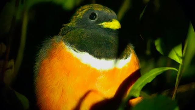 Monteverde: Oktari Monteverde Night Walk Tour - Dominican Republic