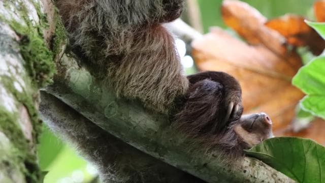 La Fortuna-Breath Taking Sloth Tour & Tortilla Experience.