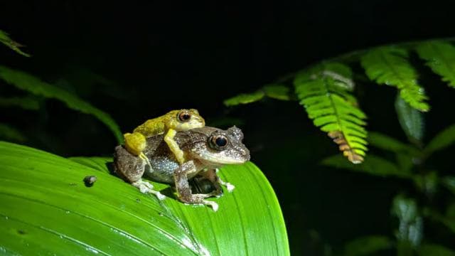Monteverde: Night Walk in the Magical Forest
