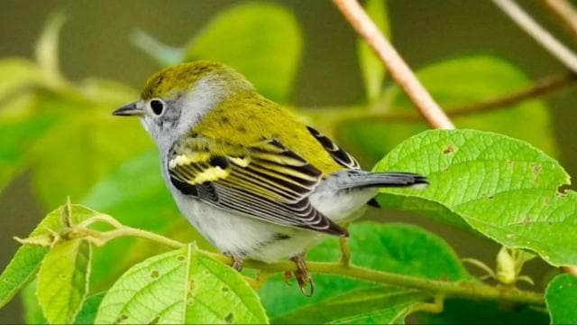 Uvita: Bird Watching Tour